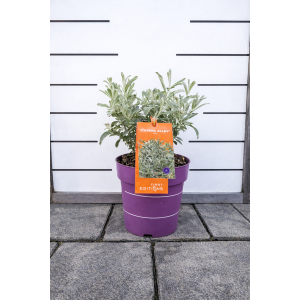 Vŕba plstnatá (Salix candida) ´ICEBERG ALLEY´® FIRST EDITION -výška 20-30 cm, kont. C2L